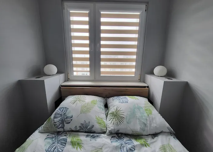 Seagull קולובז'ג